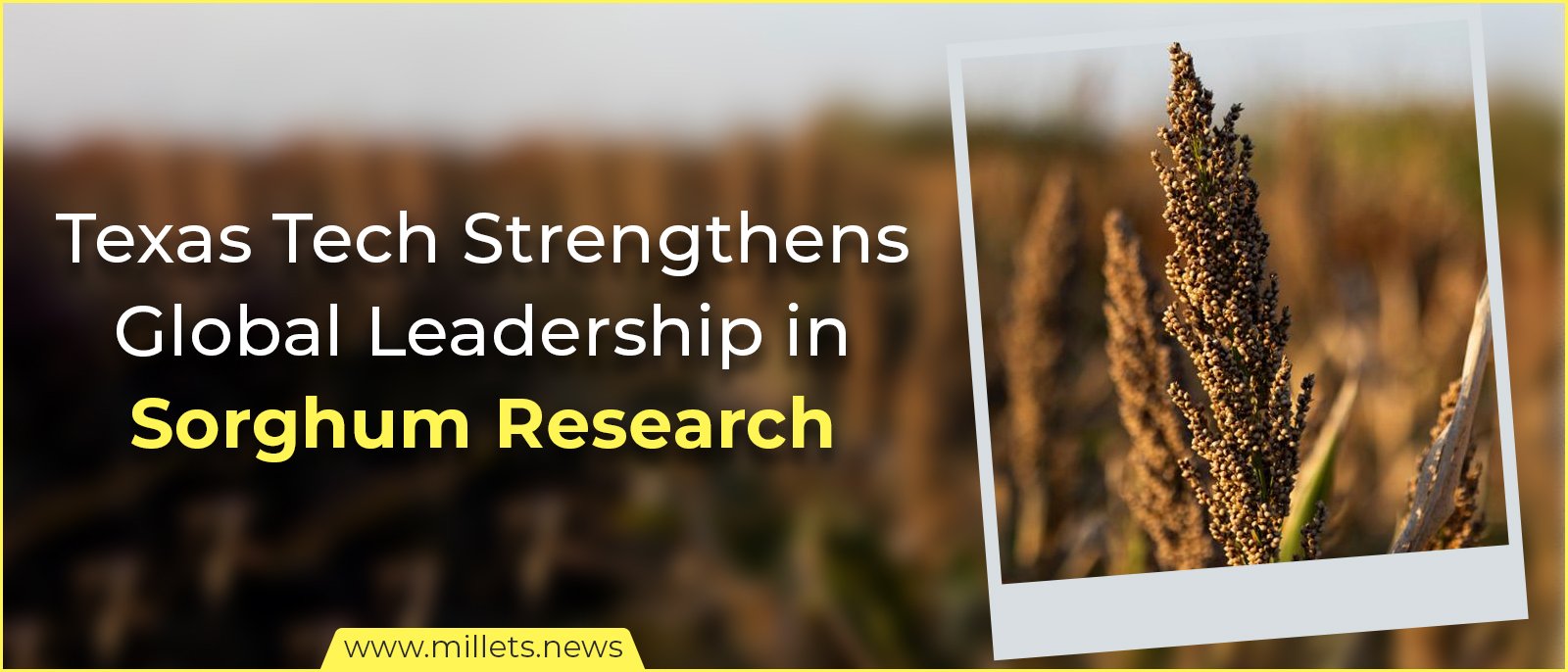 Texas Tech Strengthens Global Leadership in Sorghum Research