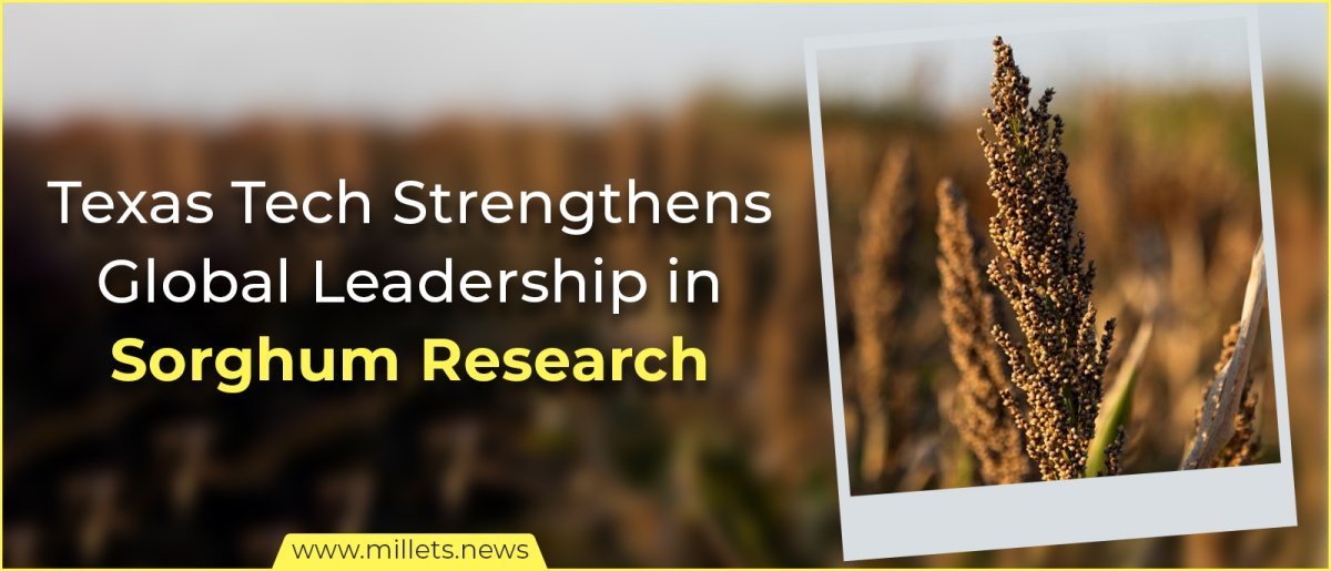 Texas Tech Strengthens Global Leadership in Sorghum Research