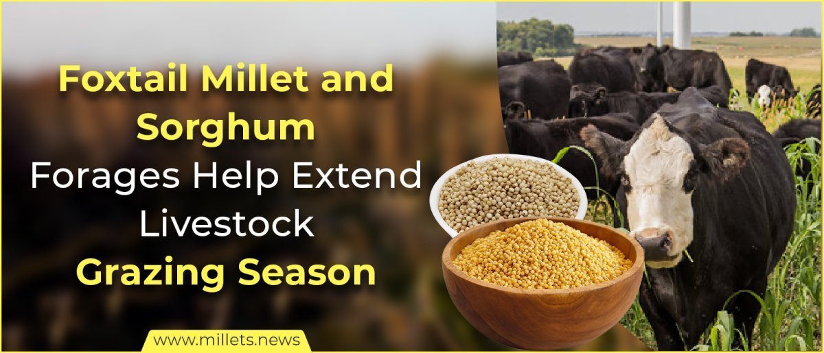 Foxtail Millet and Sorghum Forages Help Extend Livestock Grazing Season
