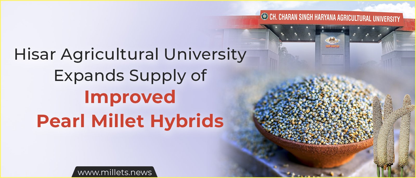 Hisar Agricultural University Expands Supply of Improved Pearl Millet Hybrids