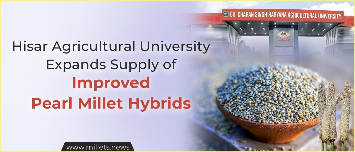 Hisar Agricultural University Expands Supply of Improved Pearl Millet Hybrids