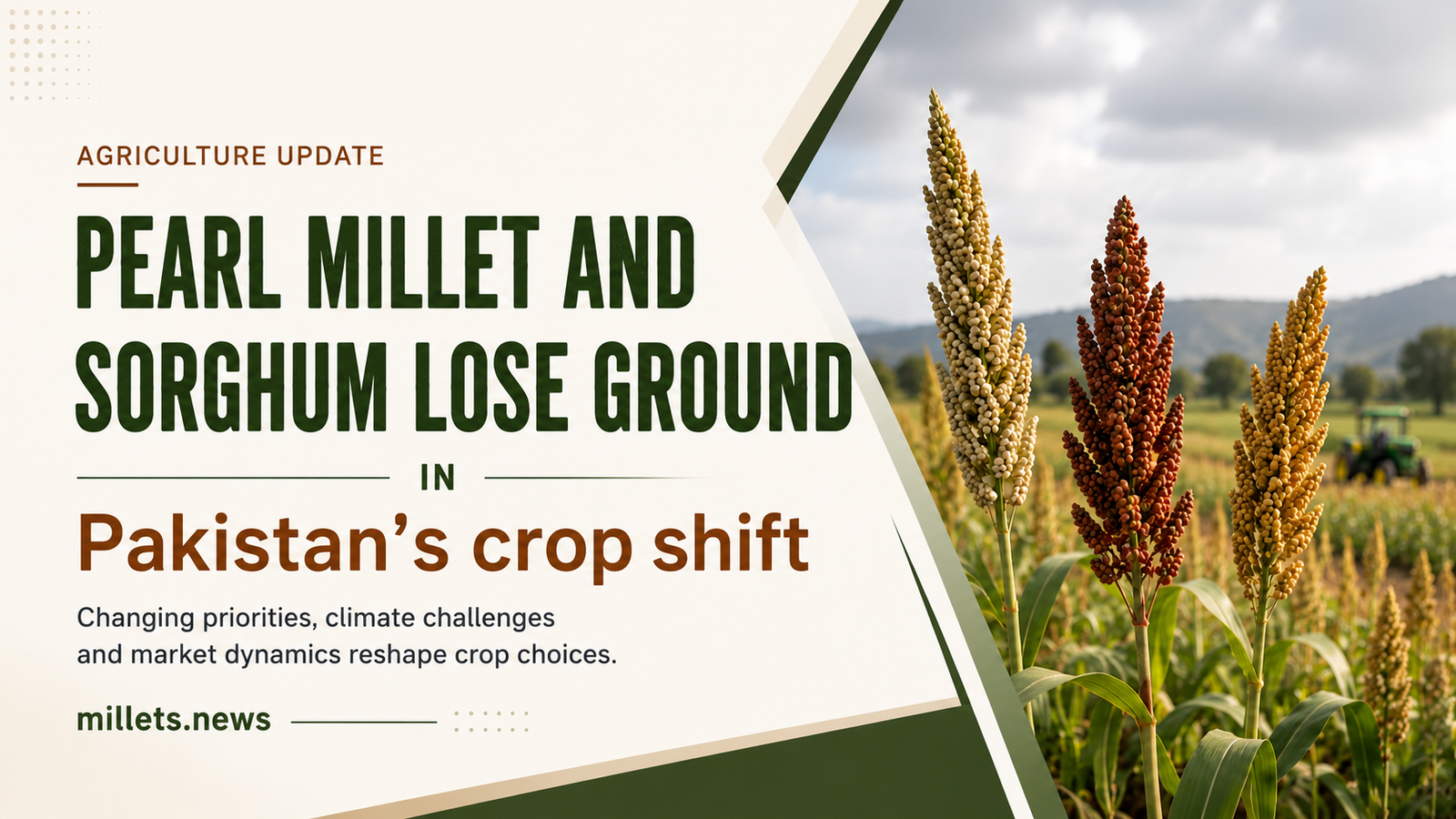 Pearl Millet and Sorghum Lose Ground in Pakistan’s Crop Shift