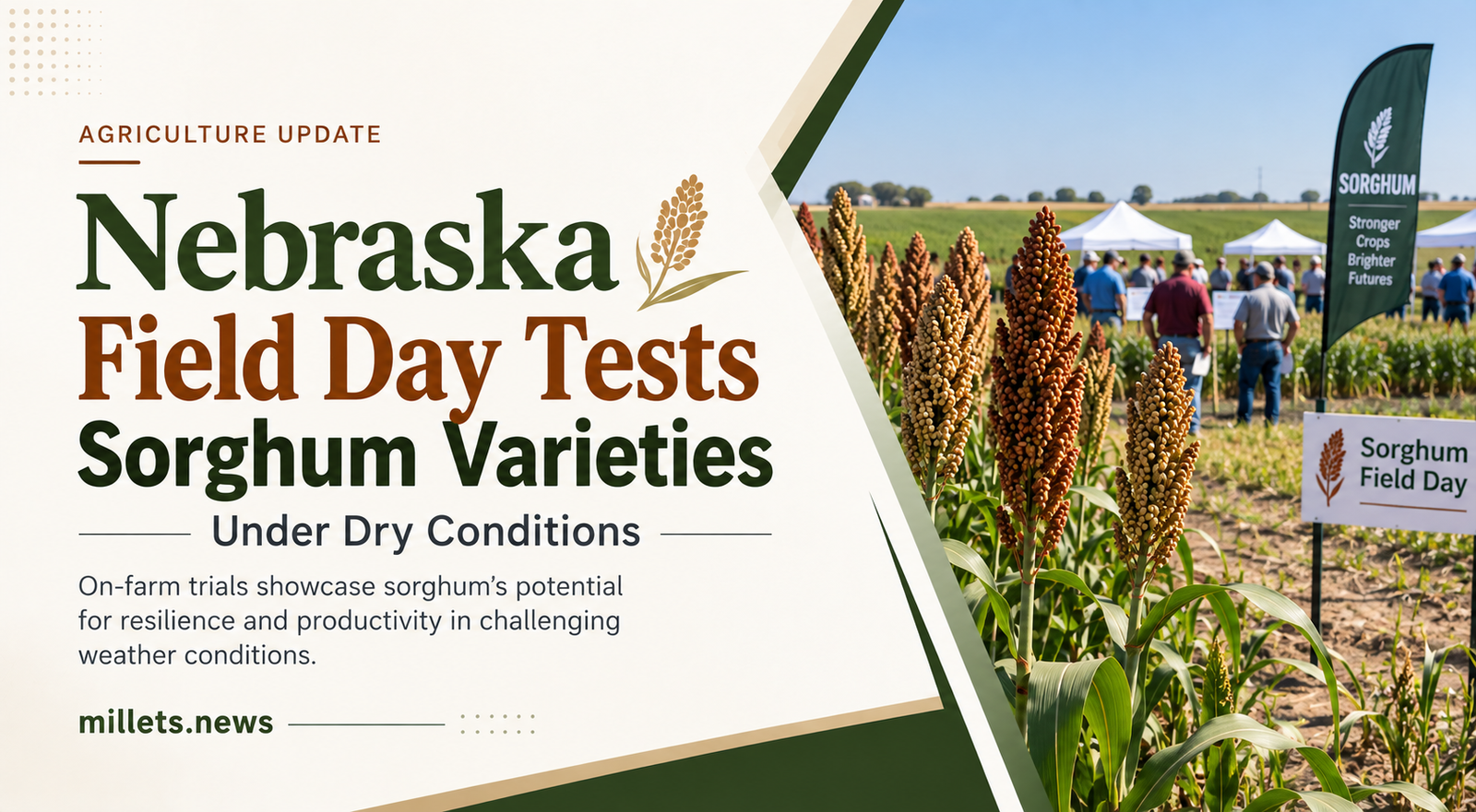 Nebraska Field Day Tests Sorghum Varieties Under Dry Conditions