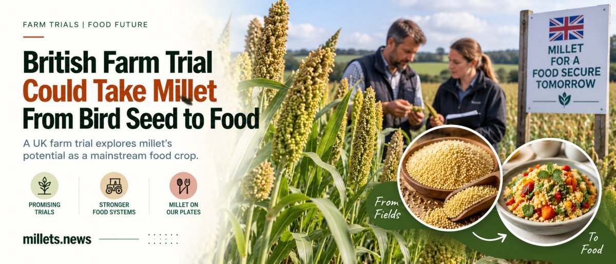 British Farm Trial Could Take Millet From Bird Seed to Food