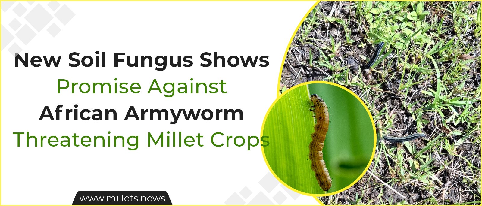 New Soil Fungus Shows Promise Against African Armyworm Threatening Millet Crops
