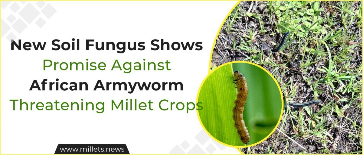 New Soil Fungus Shows Promise Against African Armyworm Threatening Millet Crops