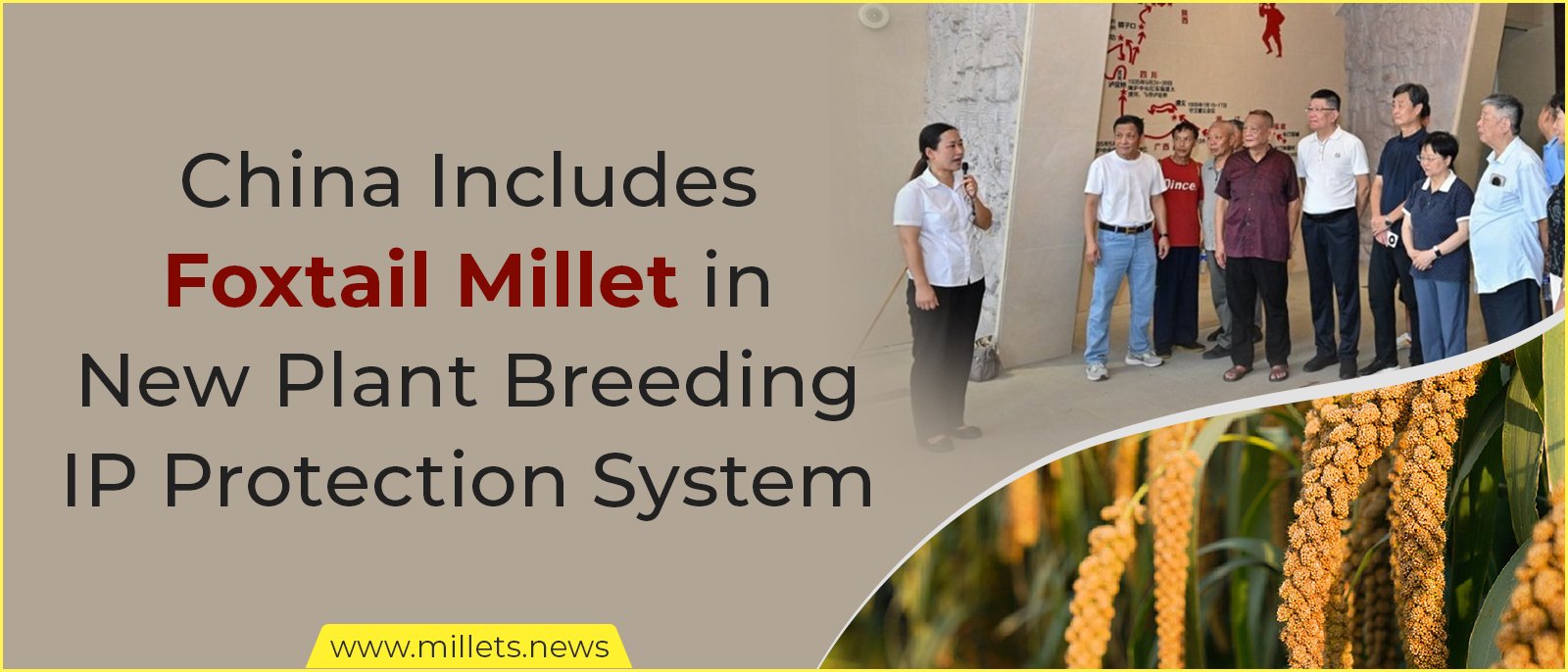 China Includes Foxtail Millet in New Plant Breeding IP Protection System