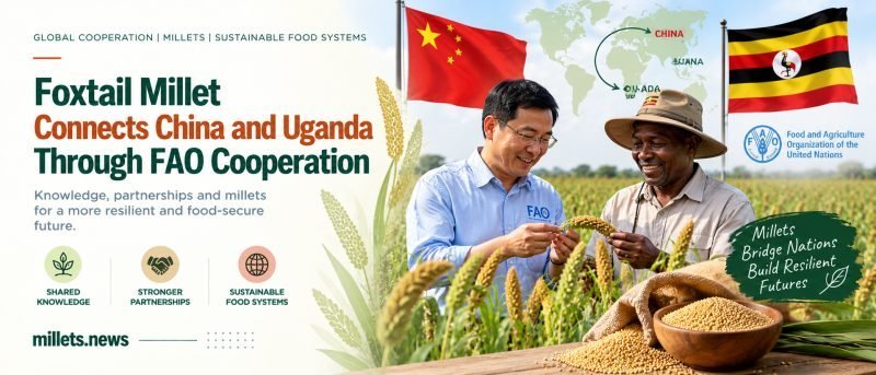Foxtail Millet Connects China and Uganda Through FAO Cooperation