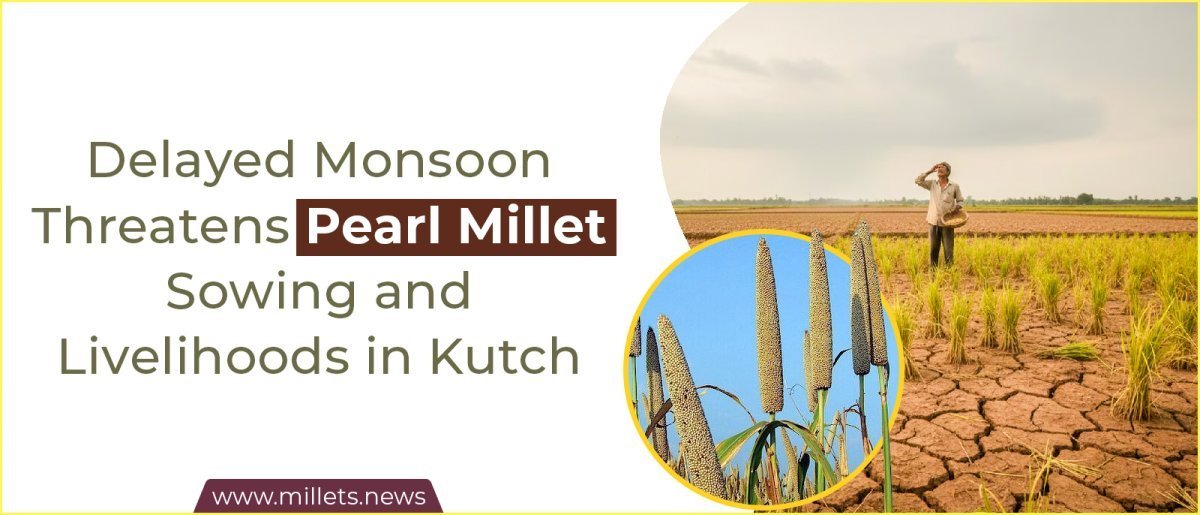Delayed Monsoon Threatens Pearl Millet Sowing and Livelihoods in Kutch