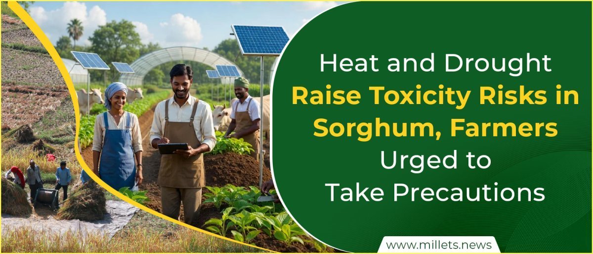 Heat and Drought Raise Toxicity Risks in Sorghum, Farmers Urged to Take Precautions