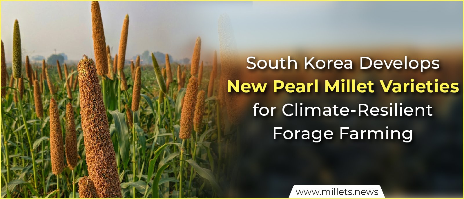 South Korea Develops New Pearl Millet Varieties for Climate-Resilient Forage Farming
