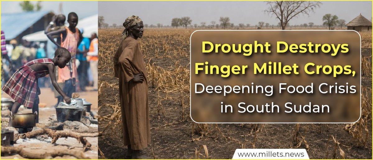 Drought Destroys Finger Millet Crops, Deepening Food Crisis in South Sudan