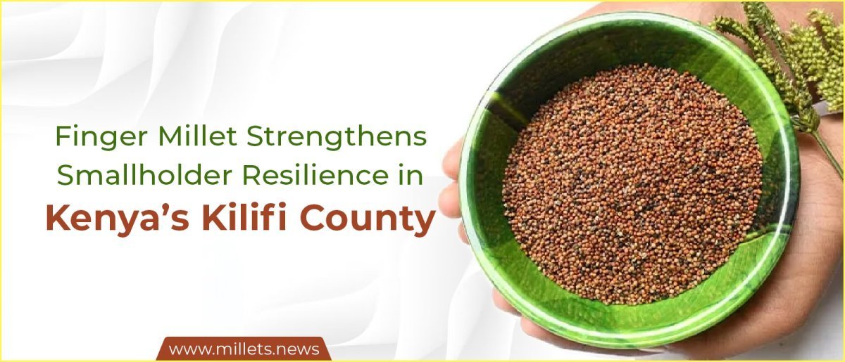 Finger Millet Strengthens Smallholder Resilience in Kenya’s Kilifi County