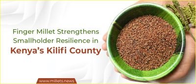 Finger Millet Strengthens Smallholder Resilience in Kenya’s Kilifi County