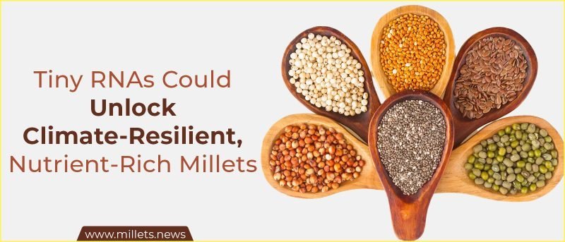 Tiny RNAs Could Unlock Climate-Resilient, Nutrient-Rich Millets