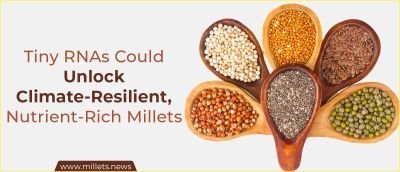 Tiny RNAs Could Unlock Climate-Resilient, Nutrient-Rich Millets