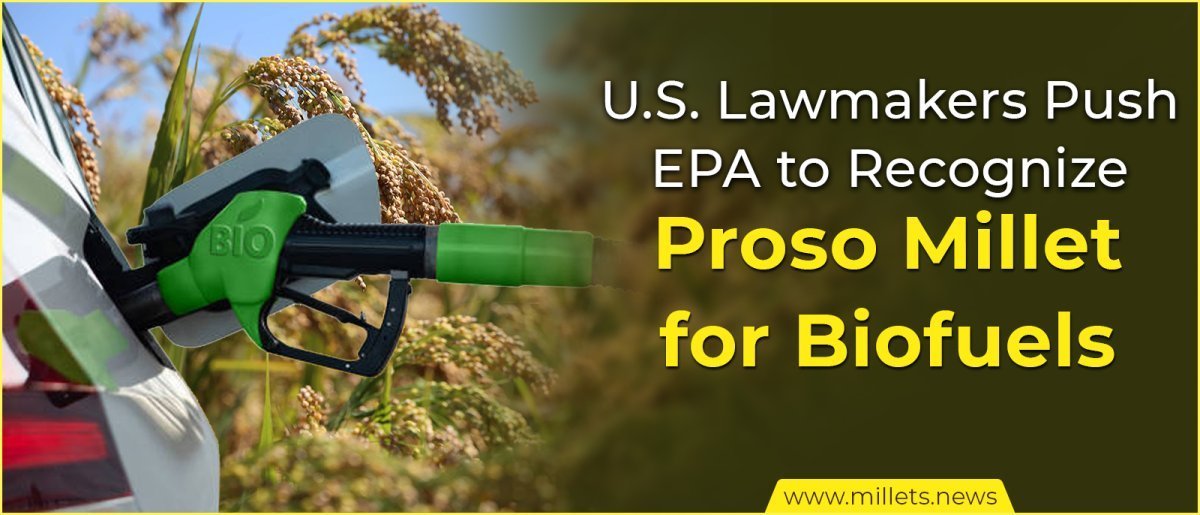 U.S. Lawmakers Push EPA to Recognize Proso Millet for Biofuels