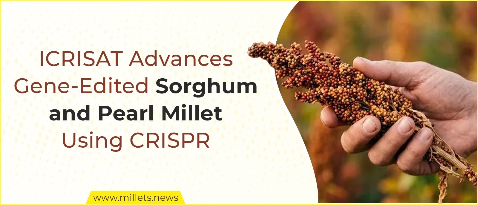 ICRISAT Advances Gene-Edited Sorghum and Pearl Millet Using CRISPR