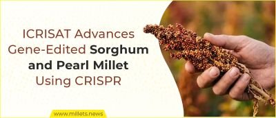 ICRISAT Advances Gene-Edited Sorghum and Pearl Millet Using CRISPR