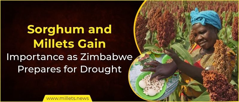Sorghum and Millets Gain Importance as Zimbabwe Prepares for Drought