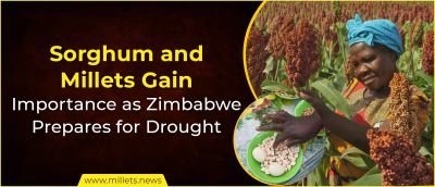 Sorghum and Millets Gain Importance as Zimbabwe Prepares for Drought