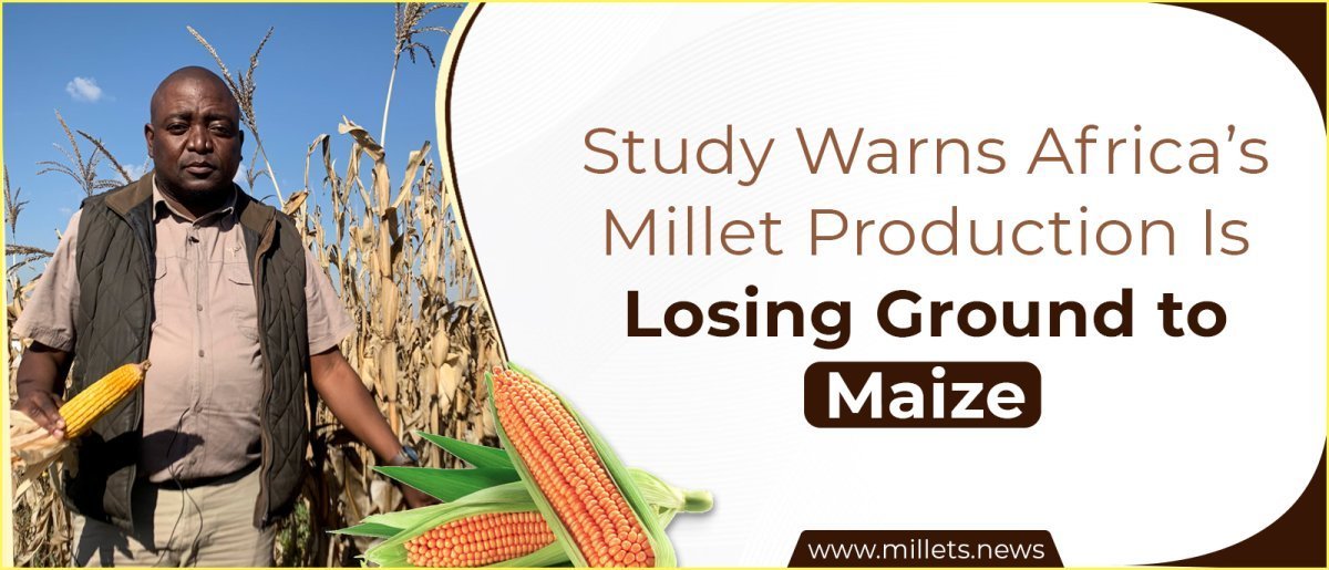 Study Warns Africa’s Millet Production Is Losing Ground to Maize