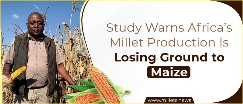 Study Warns Africa’s Millet Production Is Losing Ground to Maize