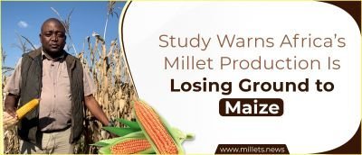 Study Warns Africa’s Millet Production Is Losing Ground to Maize