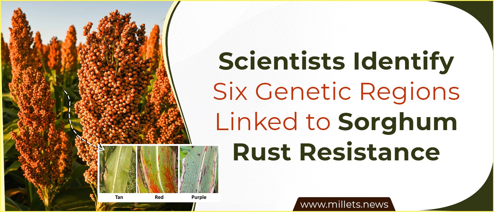 Scientists Identify Six Genetic Regions Linked to Sorghum Rust Resistance