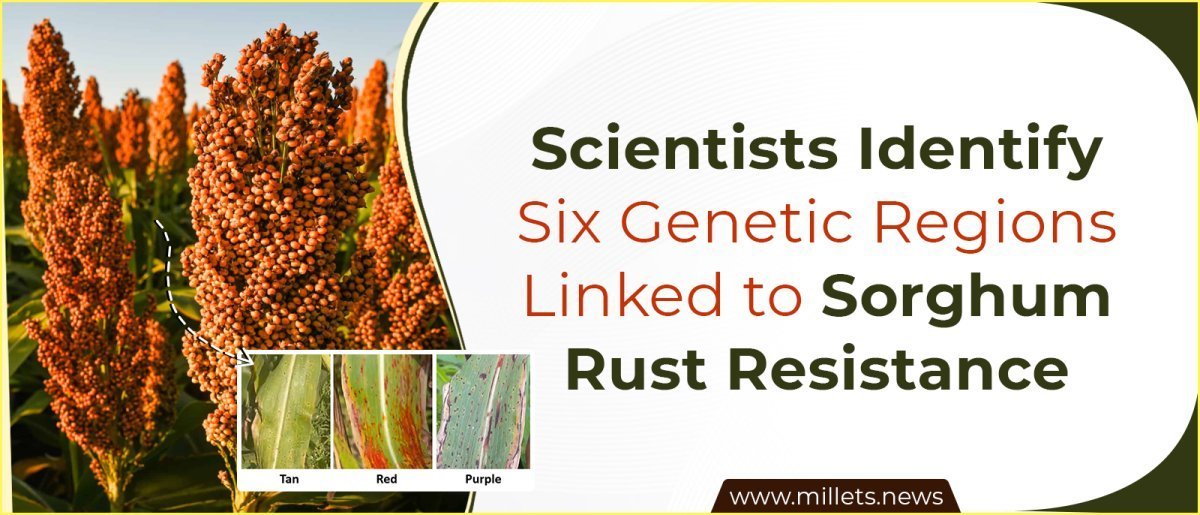 Scientists Identify Six Genetic Regions Linked to Sorghum Rust Resistance