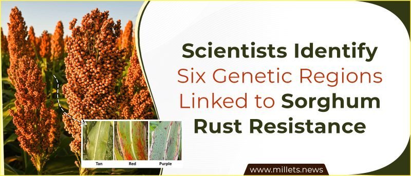 Scientists Identify Six Genetic Regions Linked to Sorghum Rust Resistance