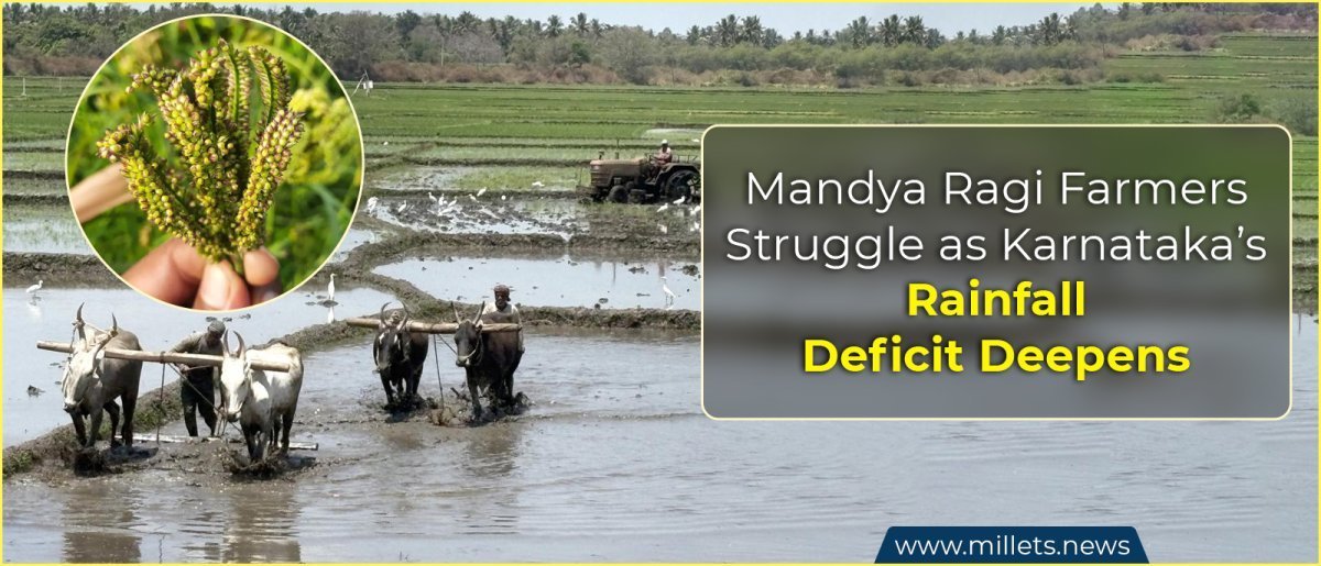 Mandya Ragi Farmers Struggle as Karnataka’s Rainfall Deficit Deepens