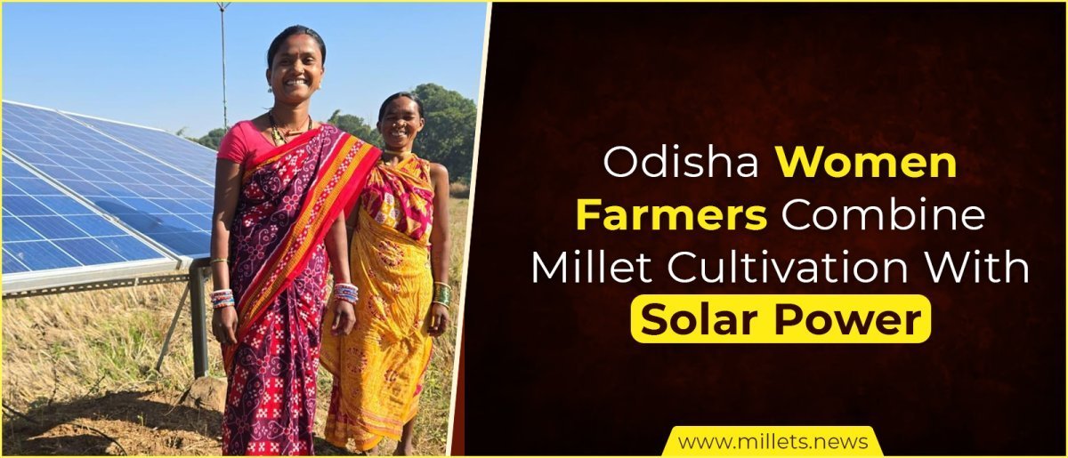 Odisha Women Farmers Combine Millet Cultivation With Solar Power