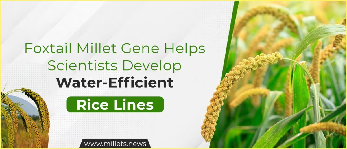 Foxtail Millet Gene Helps Scientists Develop Water-Efficient Rice Lines