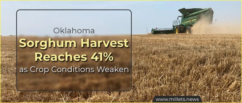 Oklahoma Sorghum Harvest Reaches 41% as Crop Conditions Weaken