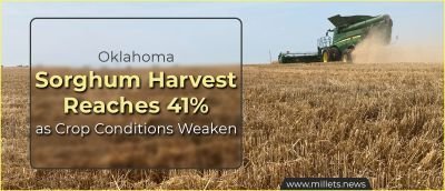 Oklahoma Sorghum Harvest Reaches 41% as Crop Conditions Weaken