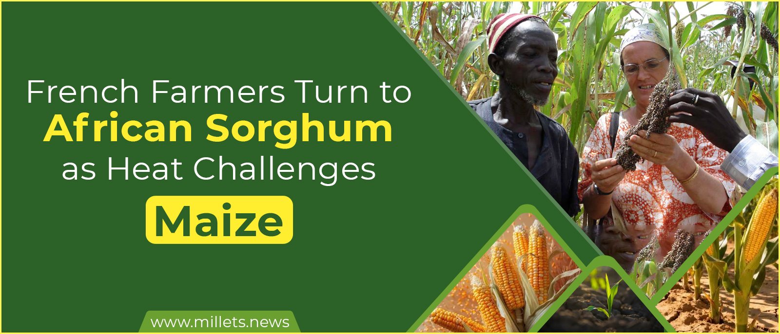 French Farmers Turn to African Sorghum as Heat Challenges Maize