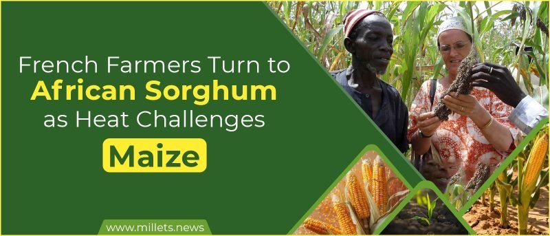 French Farmers Turn to African Sorghum as Heat Challenges Maize