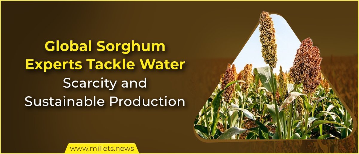 Global Sorghum Experts Tackle Water Scarcity and Sustainable Production