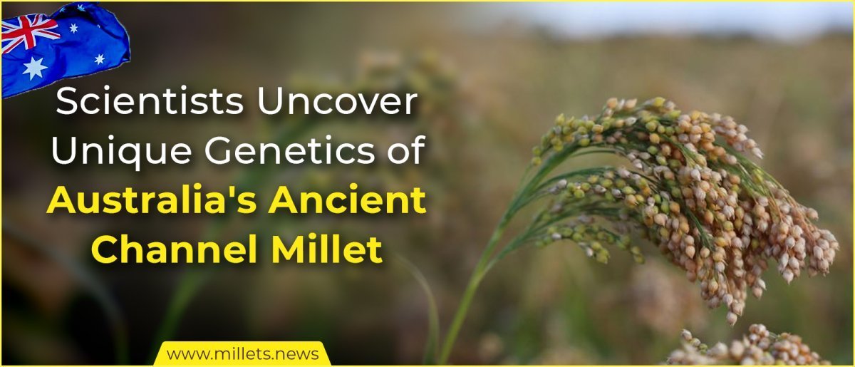 Scientists Uncover Unique Genetic Trait in Ancient Australian Channel Millet