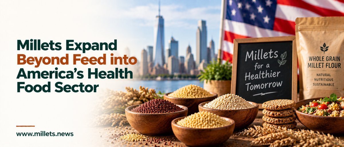 Millets Expand Beyond Feed into America’s Health Food Sector