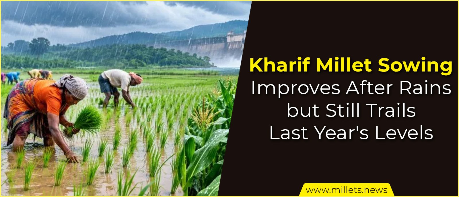 Kharif Millet Sowing Improves After Rains but Still Trails Last Year's Levels