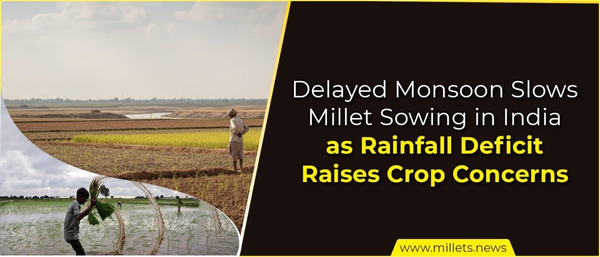 Delayed Monsoon Slows Millet Sowing in India as Rainfall Deficit Raises Crop Concerns