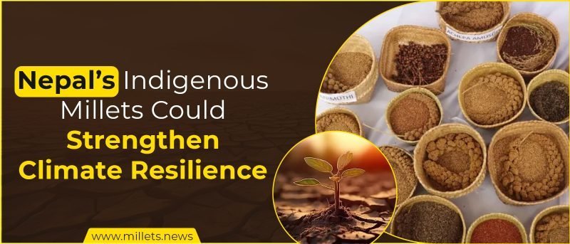 Nepal’s Indigenous Millets Could Strengthen Climate Resilience