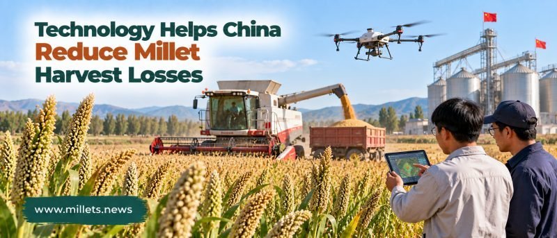 Technology Helps China Reduce Millet Losses During Harvest