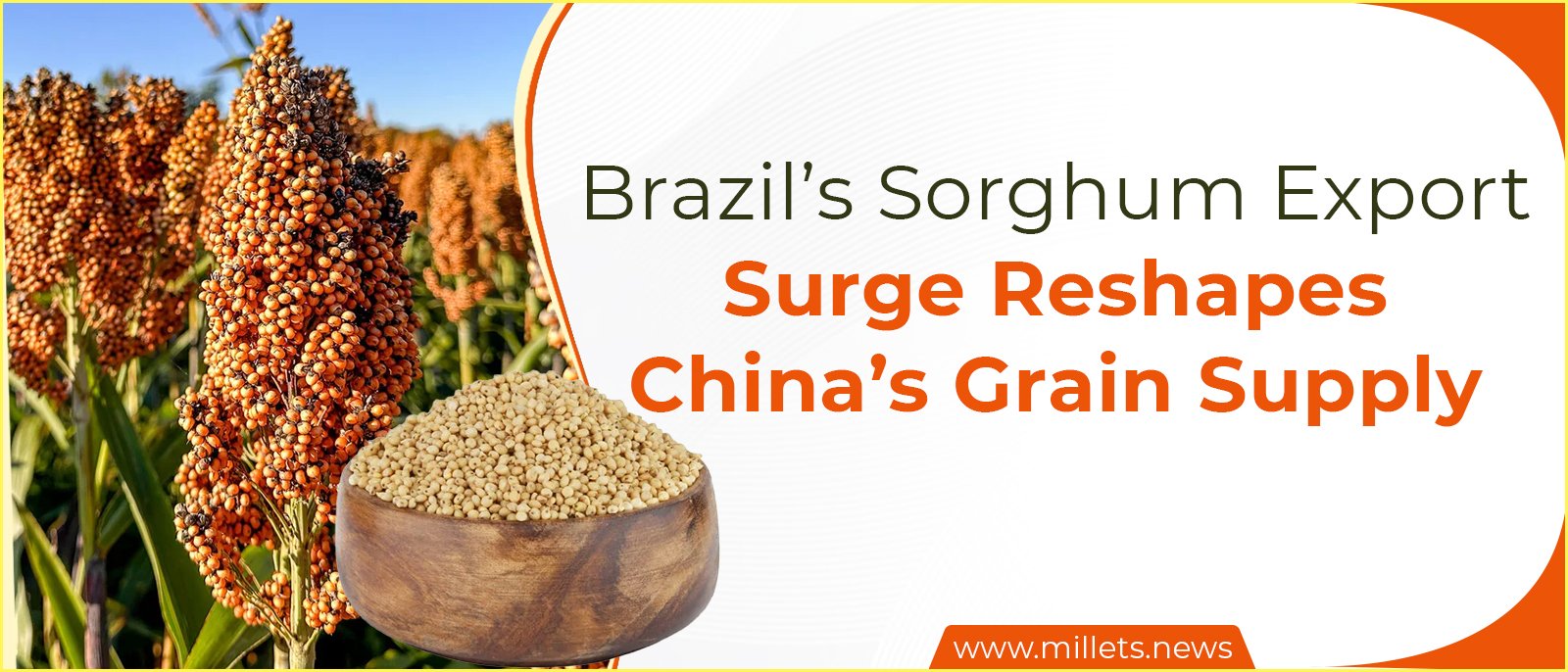 Brazil’s Sorghum Export Surge Reshapes China’s Grain Supply