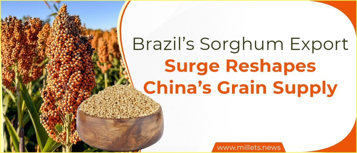 Brazil’s Sorghum Export Surge Reshapes China’s Grain Supply