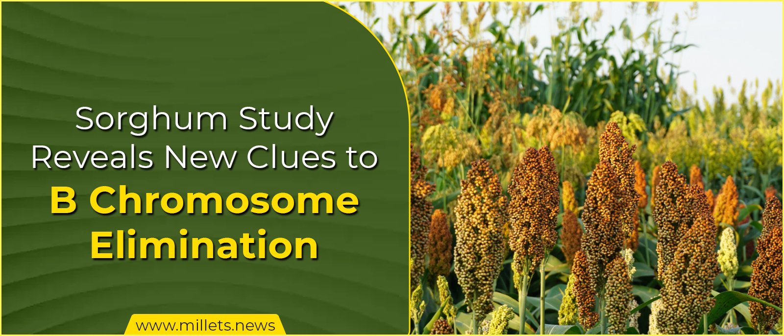 Sorghum Study Reveals New Clues to B Chromosome Elimination