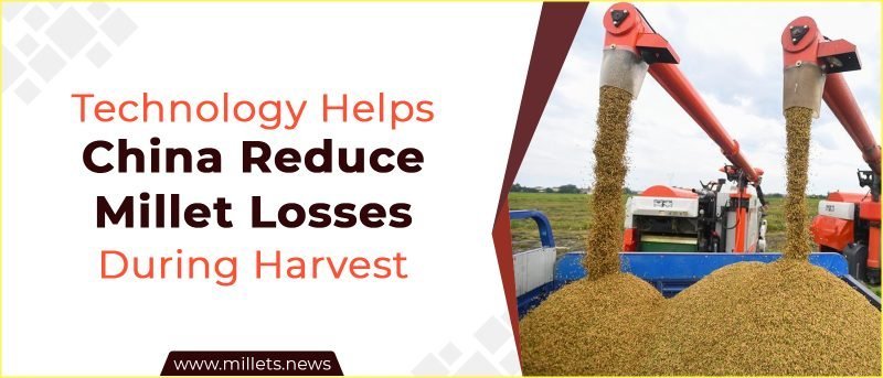 Technology Helps China Reduce Millet Losses During Harvest