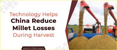 Technology Helps China Reduce Millet Losses During Harvest